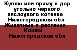 Куплю или приму в дар угольно-черного вислоухого котенка - Нижегородская обл. Животные и растения » Кошки   . Нижегородская обл.